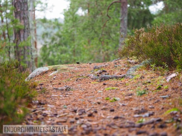 Polku polkujuoksijalle Kuva: Terhi Jaakkola