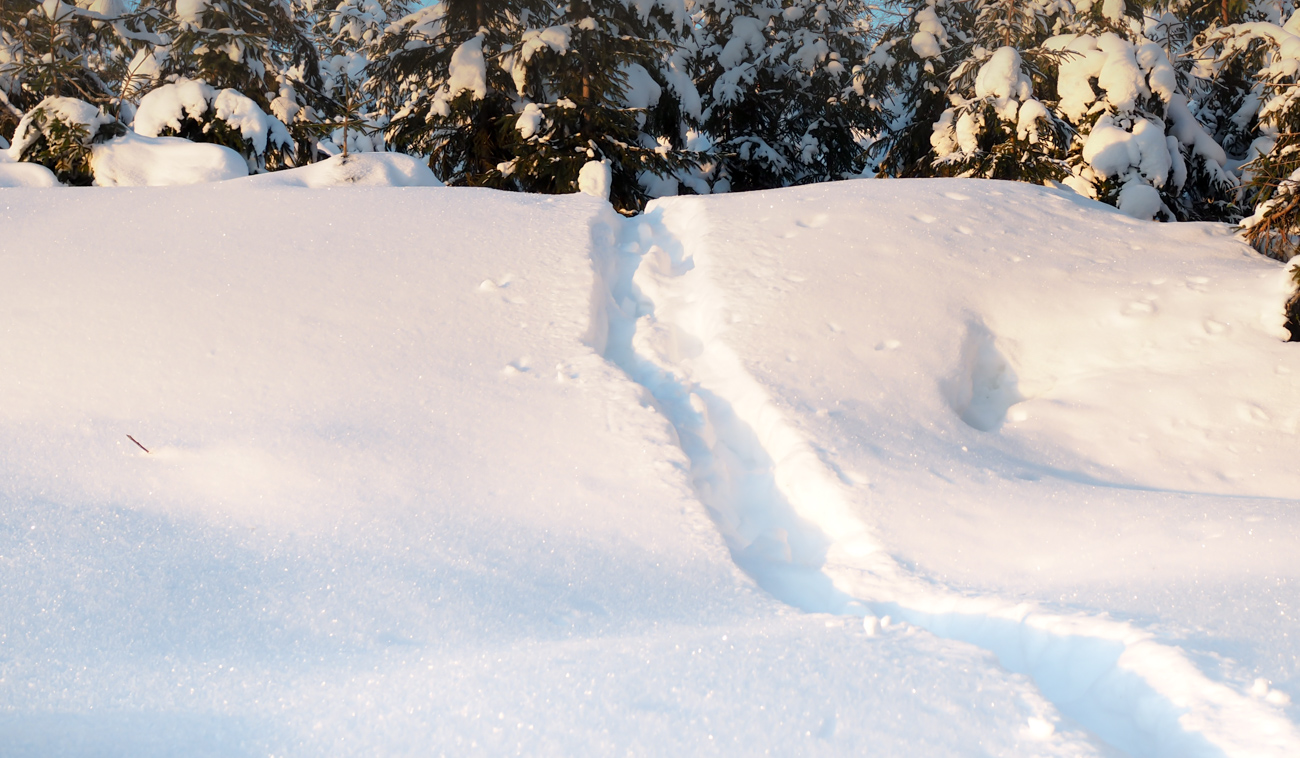 Talvipolkujuoksu Kuva: Terhi Jaakkola