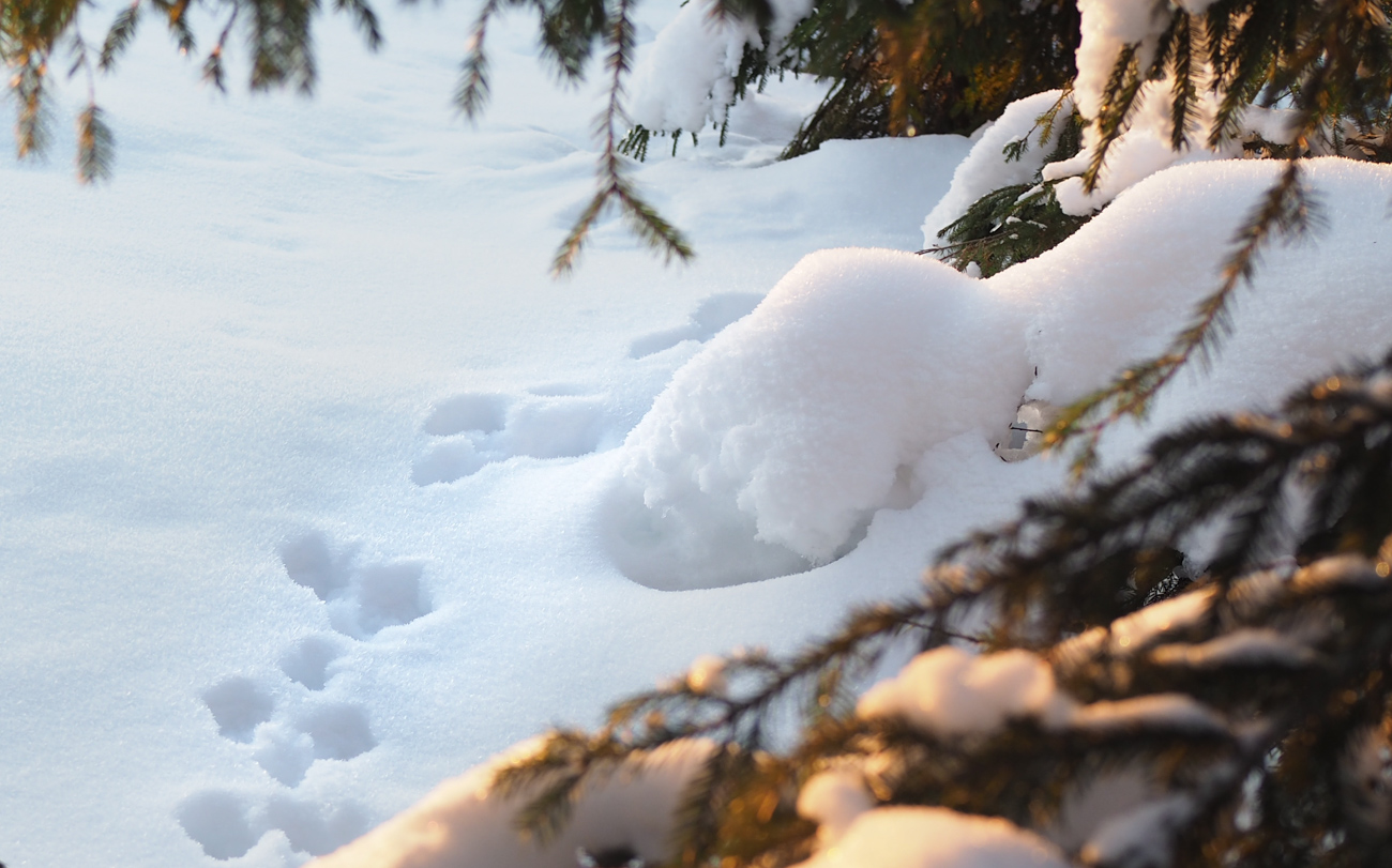 Talvipolkujuoksu Kuva: Terhi Jaakkola